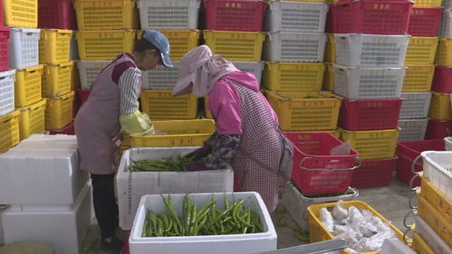 賀蘭食用農(nóng)產(chǎn)品持“身份證”上崗 新鮮水果零售進入可追溯時代
