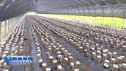 天津濱江集團深入調研我縣農副產品產業，聚焦新鮮水果零售市場新機遇